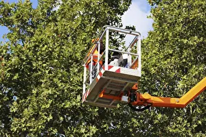 Tree Pruning Stampe: Workers on the work platform pruning or maintaining trees