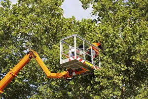 Deciduous Tree Care Stampe: Workers on the work platform pruning or maintaining trees