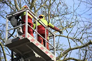 Safety Helmet Wearers Stampe: Workers on the work platform pruning or maintaining trees