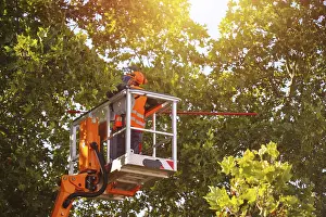 Deciduous Tree Care Stampe: Workers on the work platform pruning or maintaining trees