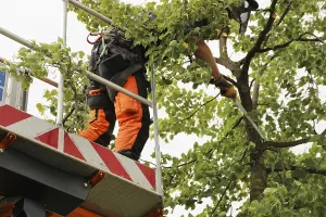 Tree Pruning Stampe: Workers on the work platform pruning or maintaining trees