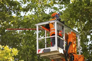 Tree Pruning Stampe: Workers on the work platform pruning or maintaining trees
