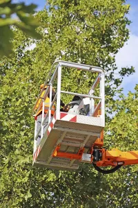 Safety Helmet Wearers Stampe: Workers on the work platform pruning or maintaining trees