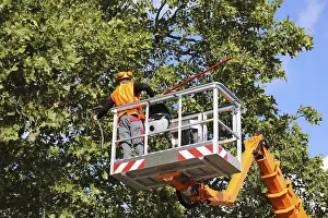 Tree Pruning Stampe: Workers on the work platform pruning or maintaining trees