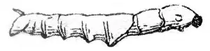 Vintage Styled Animal Illustrations Stampe: Worm at the end of the second age