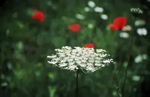 Colorful Meadow Stampe: Yarrow