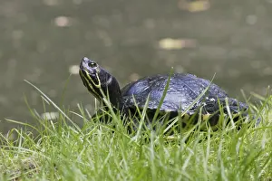 Europe Wildlife Stampe: Yellow-bellied slider (Trachemys scripta scripta)