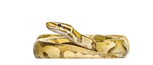 Exotic Reptile Photography Stampe: Yellow and brown or Firefly ball python regius snake