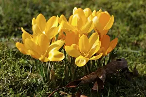 Dutch Yellow Crocus Stampe: Yellow Crocus (Crocus flavus)