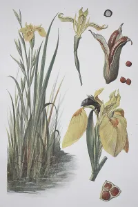 Yellow Iris Stampe: Yellow flag (Iris pseudacorus)