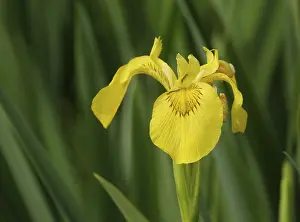 Yellow Iris Stampe: Yellow iris