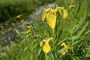 Yellow Blossom Close Up Stampe: Yellow iris (Iris pseudacorus)