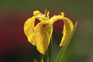Yellow Iris Stampe: Yellow Iris (Iris pseudacorus)