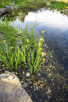 Environment Protection Germany Stampe: Yellow iris (Iris pseudacorus)