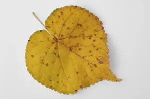 Yellow Autumn Leaf Stampe: Yellow leaf