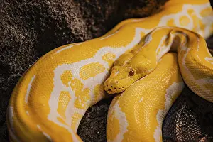 Stampe di Un pitone giallo nel parco Croco ad Agadir, Marocco. Animale selvatico. Rettile pericoloso. Vita selvatica in Africa. Predatore naturale. Carnivoro pericoloso. Attrazioni turistiche Agadir Stampe: Pitone giallo nel Croco Park ad Agadir.