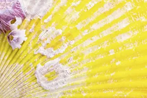 Cozze Stampe: Yellow seashell print macro photography