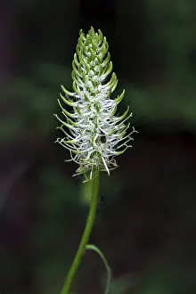 Allgau Nature Scene Stampe: Yesterday's devil's claw