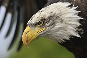 Stampe di Aquila giovane e calva Aquila Dalla Coda Bianca Stampe: Aquila giovane calva