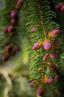 Spring Forest Scenery Stampe: Young cones on a tree in springtime in the forest