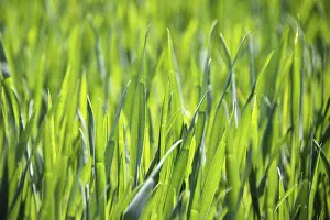 Agricultural Crop Plant Stampe: Young corn in spring, background, texture