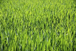 Young Corn Stampe: Young corn in spring, background, texture