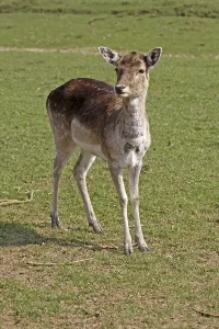 Animal Head Shot Stampe: Young deer