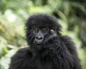 Stampe di Gorilla di montagna giovane che guarda avanti, mano posata sulla faccia in ambiente naturale Gorilla Di Montagna Stampe: Gorilla di montagna giovane che guarda avanti.