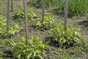 Vegetable Garden Stampe: Young runner bean plants in a vegetable patch