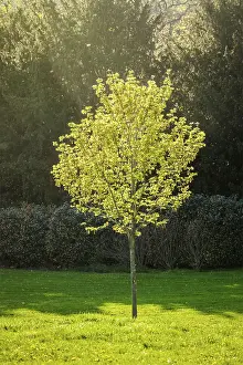 Symbolic Picture Of Springtime Stampe: Young tree in spring in sun rays