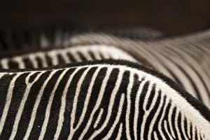 No People Animals Stampe: Zebra