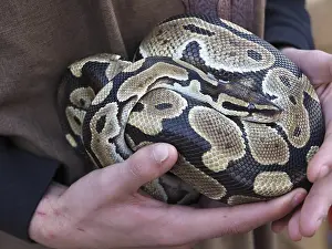 Stampe di Il guardiano del giardino zoologico tiene un boa da palla con un bel modello, che mostra la texture unica della scaglia del rettile Pitone Palla Stampe: Il guardiano dello zoo tiene un pitone di balla con un bellissimo disegno.