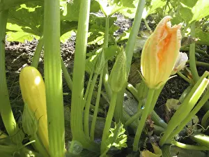 Garden Flowers Stampe: Zucchini