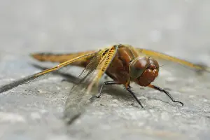 European Odonate Photography Stampe: Zweifleck (Epitheca bimaculata)