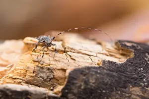 Longhorn Beetle Species Stampe: Acanthocinus griseus