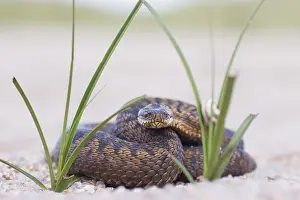 Adder Snake Stampe: Adder, Vipera berus