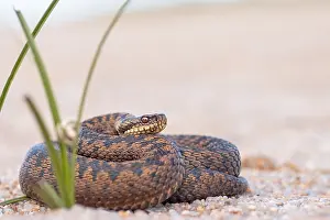 Vipera Berus Species Stampe: Adder, Vipera berus