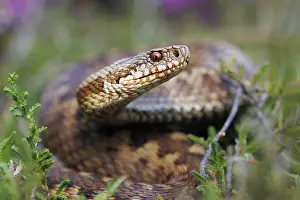 Vipera Berus Species Stampe: Adder, Vipera berus