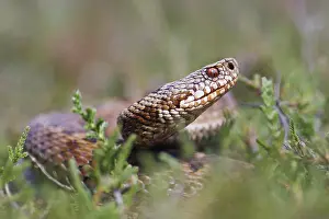 Vipera Berus Species Stampe: Adder, Vipera berus