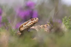 Adder Snake Stampe: Adder, Vipera berus
