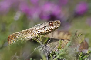 Vipera Berus Images Stampe: Adder, Vipera berus