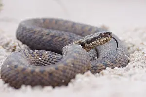 Adder Snake Stampe: Adder, Vipera berus