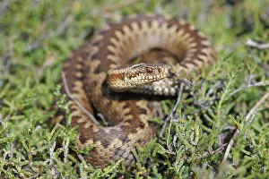 Vipera Berus Images Stampe: Adder, Vipera berus