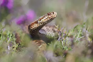 Vipera Berus Species Stampe: Adder, Vipera berus