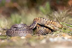 European Adder Species Stampe: Adder, Vipera berus