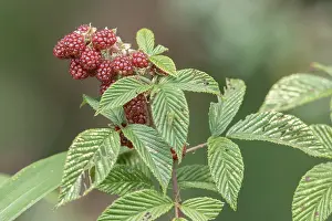 South American Flora Stampe: Andean Raspberry