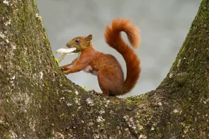 South America Mammals Stampe: Andean squirrel, Sciurus pucheranii