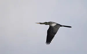 Anhinga Bird Stampe: Anhinga, Anhinga anhinga