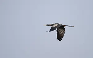 Anhinga Bird Stampe: Anhinga, Anhinga anhinga