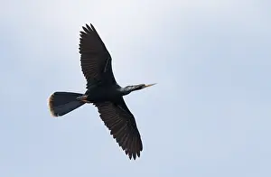 Anhinga Bird Stampe: Anhinga, Anhinga anhinga